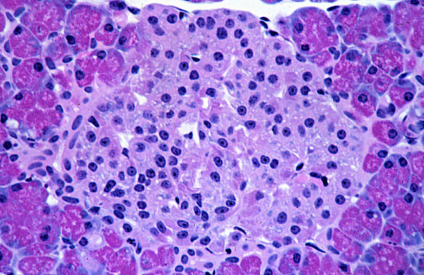  pancreas, islets of Langerhans 