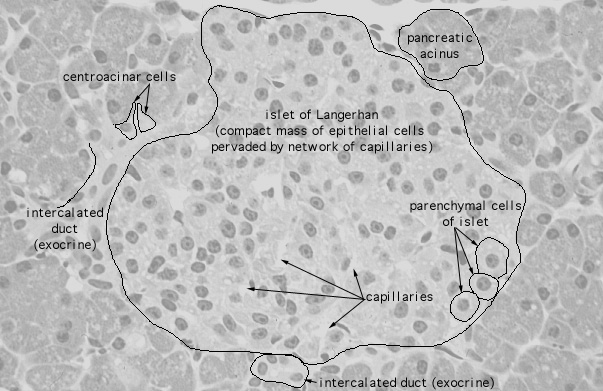 Hls Endocrine System Pancreas Islets Of Langerhans High Mag Labeled