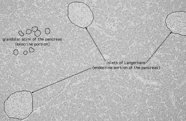  pancreas 