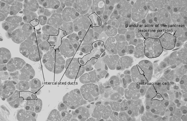  pancreas, acini and ducts 