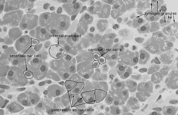  pancreas, centroacinar cells 