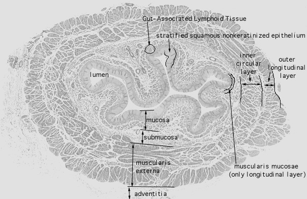  esophagus 
