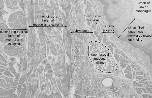  esophagus 