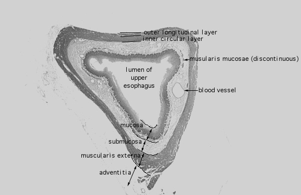  mid/esophagus 