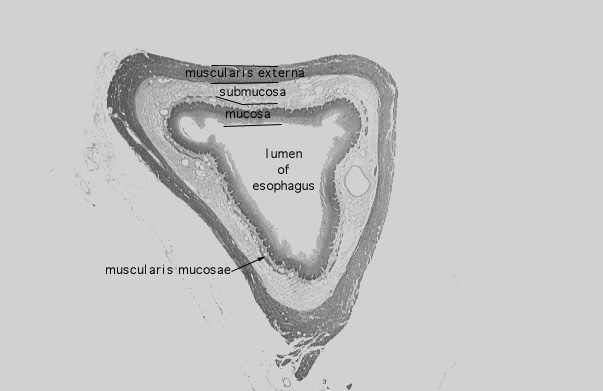 skeletal and smooth muscle fibers 