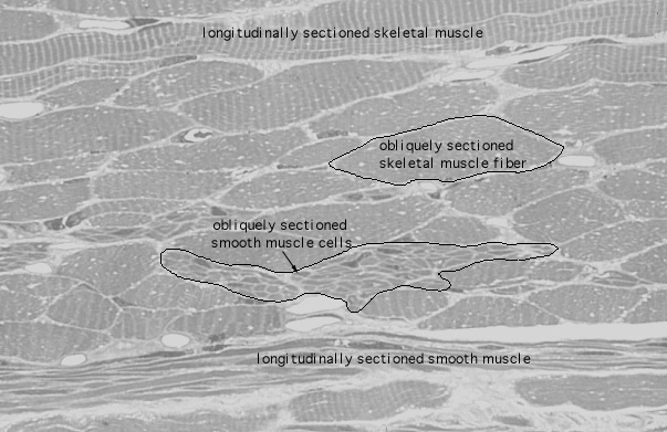  skeletal and smooth muscle fibers 