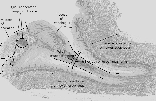  esophageal/stomach junction 