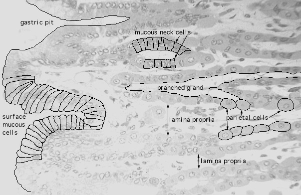  fundic stomach, gastric glands, lumen 