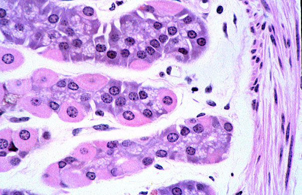  fundic stomach, gastric glands, base 