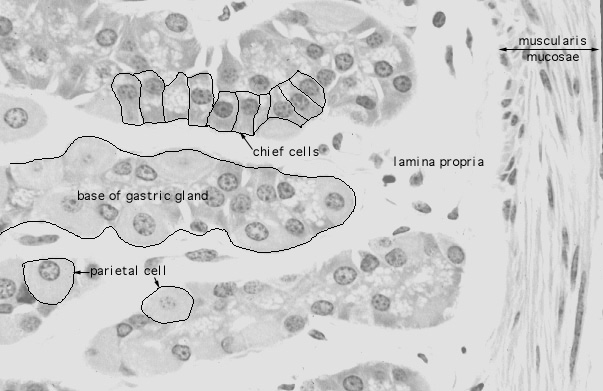  fundic stomach, gastric glands, base 