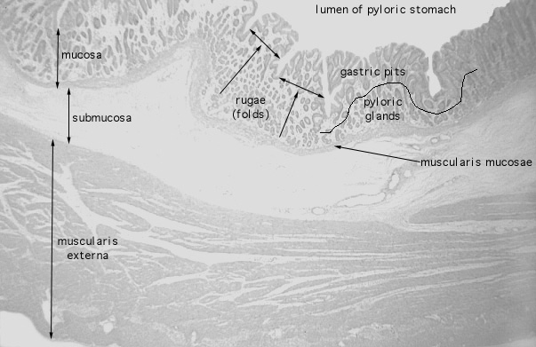  pyloric stomach, glands 