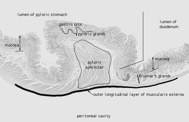  pyloro/duodenal junction 