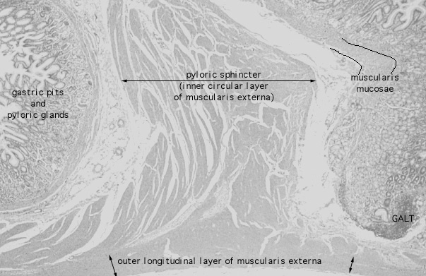  pyloro/duodenal junction, pyloric sphincter 