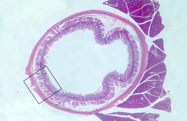 duodenum, enteroendocrine cells 