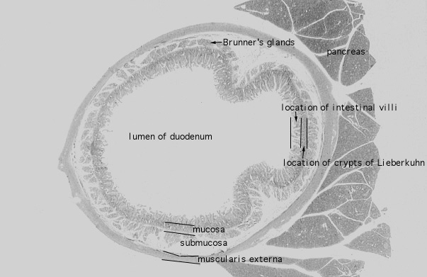  duodenum, enteroendocrine cells 