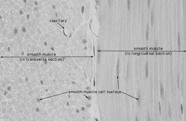  smooth muscle, muscularis externa 