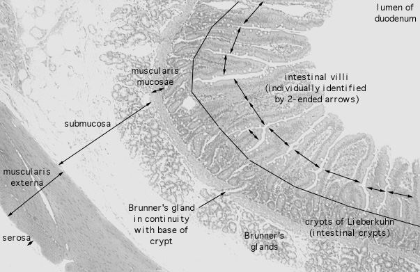  duodenum, enteroendocrine cells 