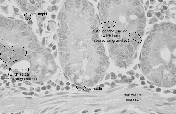  duodenum, enteroendocrine cells 