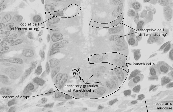  duodenum, paneth cells 