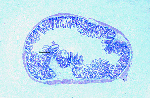  simple columnar epithelium, terminal bars 