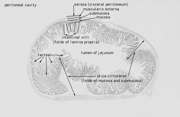  jejunum 