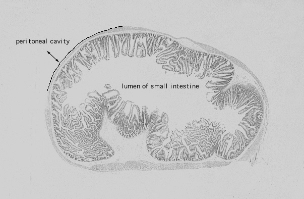  simple columnar epithelium, terminal bars 