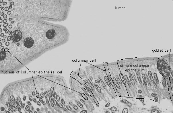  simple columnar epithelium 