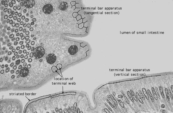  simple columnar epithelium; terminal bar; microvilli 