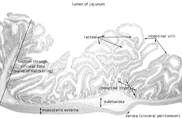  jejunum 