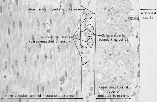  , parasympathetic plexuses, myenteric plexuses of Auerbach 