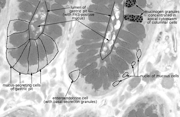  pyloric stomach, gastric pits 