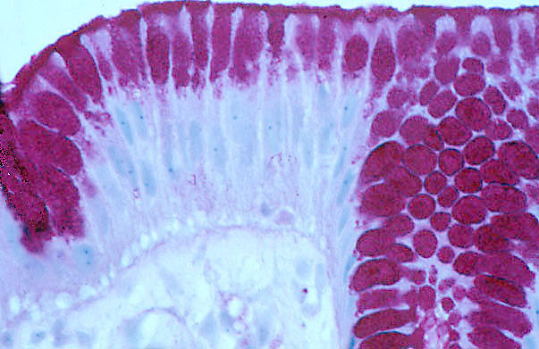  pyloric stomach, surface mucous cells 