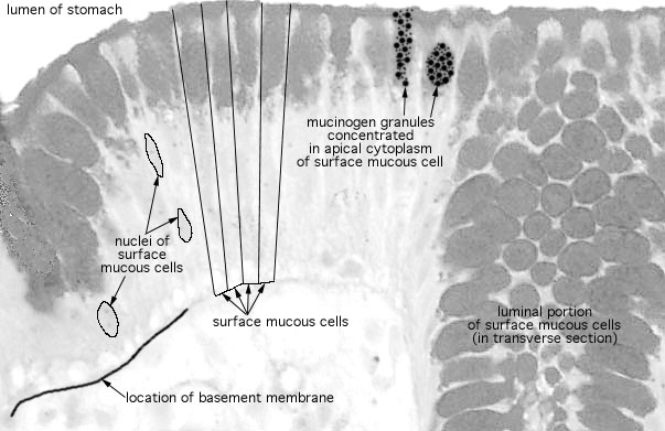  pyloric stomach, surface mucous cells 