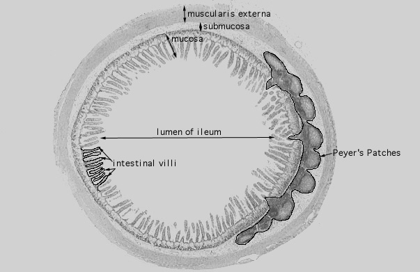  ileum 