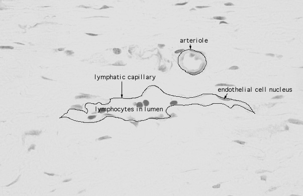  lymphatic capillaries 