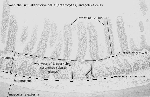  ileum, villi and crypts 