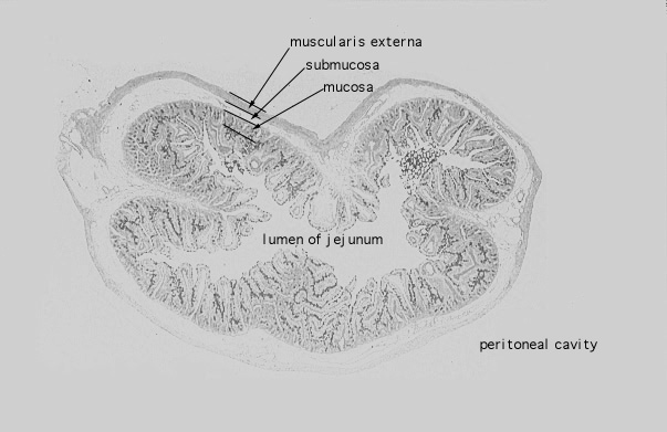  jejunum, enteroendocrine cells 