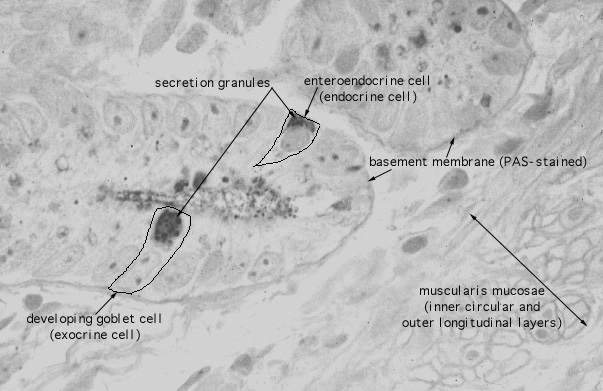  jejunum, enteroendocrine cells, APUD 
