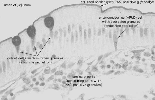  jejunum, glycocalyx and enteroendocrine cell 
