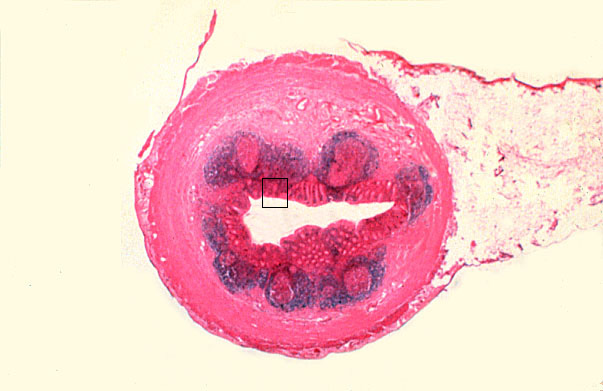  appendix 