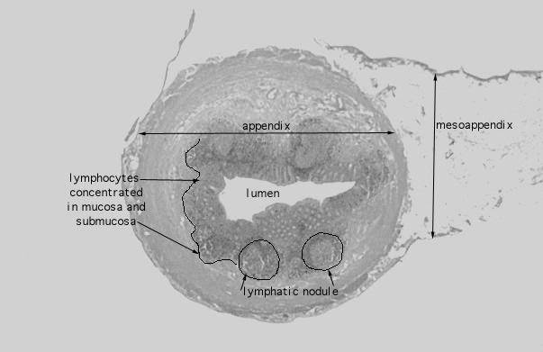  appendix 