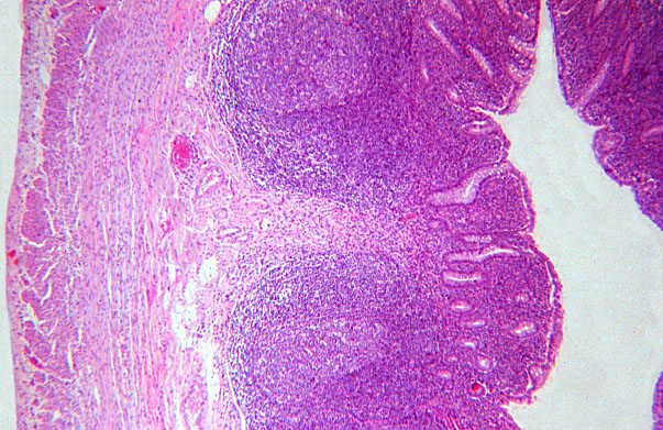  appendix 
