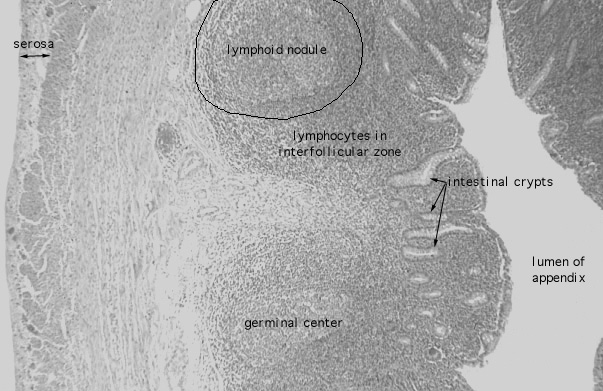  appendix 