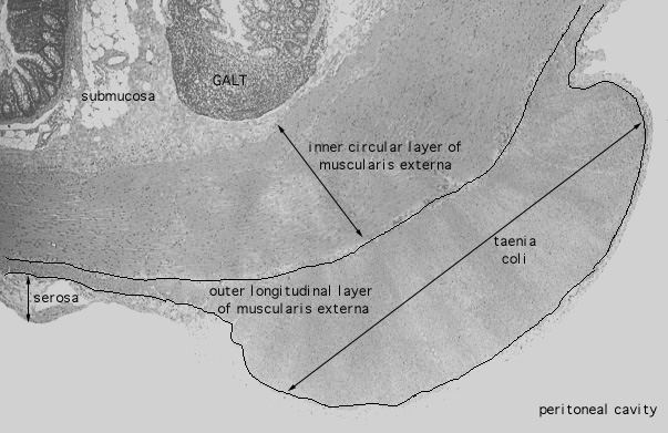  colon, taenia coli 