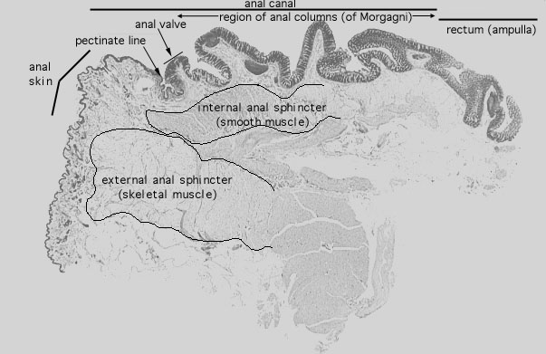  colon, anal canal 
