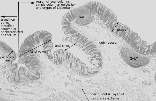  colon, anal canal, mucosa 