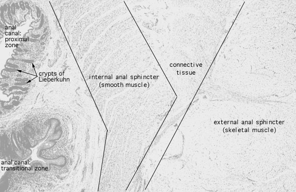  colon, anal canal, internal and external sphincters 