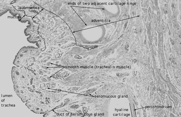 trachea, trachealis muscle 