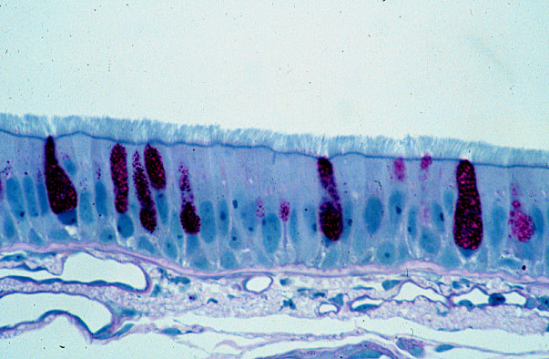 pseudostratified epithelium; unicellular glands 
