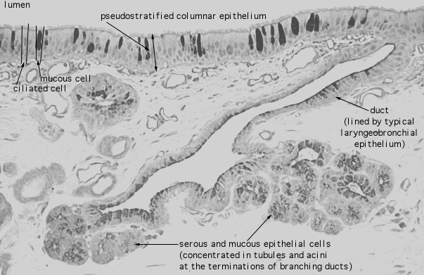  extrapulmonary bronchus, bronchial glands 
